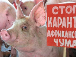 В Волгоградской области вновь вспыхнула африканская чума