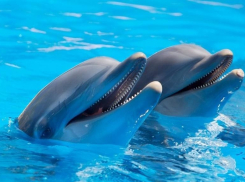 «Нефиг новые садисткие развлекухи в город тащить», - волгоградский блогер о намерении чиновников построить дельфинарий