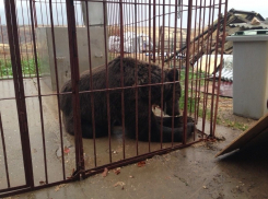 Под Волгоградом поселился дрессировщик с двумя медведями, уволенный Росгосцирком