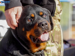 Кратковременный дождь и облачность: погода на 10 октября в Волгограде