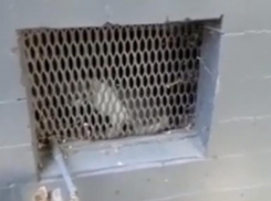 Замурованного в подвале кота в Волгограде уже месяц не могут вызволить 