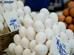 Каждая волгоградская курица несет по 263 яйца в год