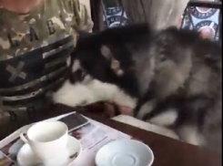 Волгоградский депутат наплевал на условности и привел в кафе огромного пса