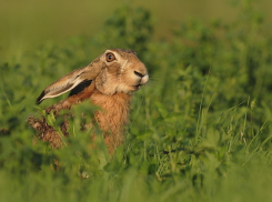 Под Волгоградом охотнику грозит тюрьма за травлю зайца на автомобиле
