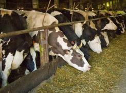 Волгоградской области угрожает опасный вирус