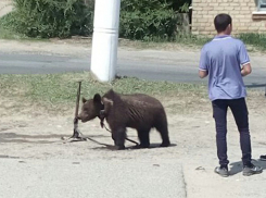 Издевательства над беззащитным медвежонком в Михайловке попали на видео 