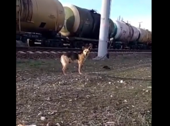 Помочь собаке с отрезанной поездом лапой просят волгоградцев