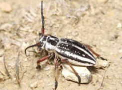 Корнегрыз краснолобый на грани исчезновения в Волгоградской области