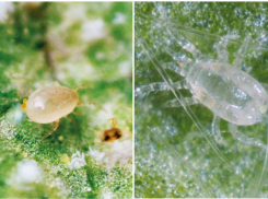 На юге Волгограда без лишней огласки построят крупный инновационный агрокомплекс