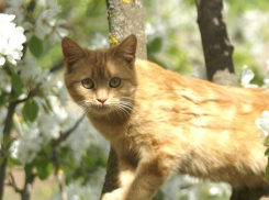Дожди и грозы прорвались в Волгоградскую область