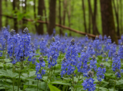 Магические цветы скоро зацветут в Волгоградской области
