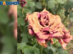 Почему сейчас парк Гагарина стал похож на кладбище, показала на видео волгоградка