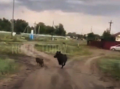 Под Волгоградом дикие кабаны пришли в гости к местным жителям: видео