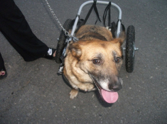 Волгоградец нажился на собаке-инвалиде и скрылся