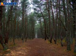 Скелет с ведром и очками нашли в лесу Волгоградской области