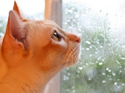 Дожди и похолодание вернутся в Волгоградскую область в день Еремея