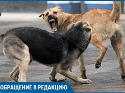 На юге Волгограда бродячие псы напали на пенсионерку, порвав ей ногу