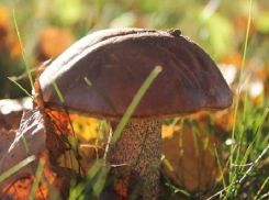 Второклассница скончалась в Волгограде от отравления собранными родителями грибами