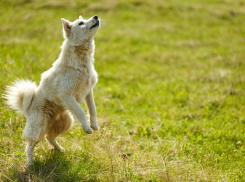 Волгоградских дворняг спасают от поедателей собак