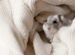 Зима снова отступила от Волгоградской области