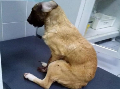 Стало известно о состоянии щенка с тяжелым огнестрельным ранением в челюсть из Волгограда