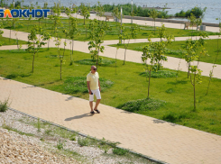 Ждать ли тени знойным летом – 2021: порядок обрезки деревьев утвердили в Волгограде 