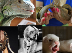 Волгоградская экзотика: топ-5 необычных питомцев в квартирах жителей города