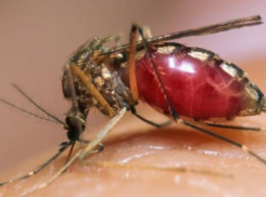 В Волгограде растет число заболевших лихорадкой Западного Нила