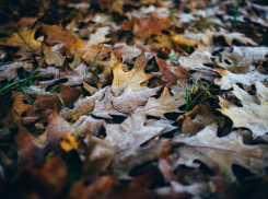 МЧС объявил о заморозках до -2 на территории Волгоградской области