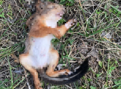 Трупы белок лежат на Мамаевом кургане: волгоградцы засняли массовую гибель животных