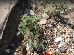 На западе Волгограда в куче окурков вырос куст помидоров