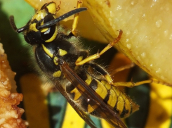 Тоталитарная монархия распространяется под Волгоградом в осиных гнёздах