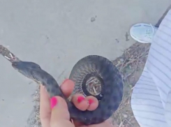 Жительница Волгоградской области ловит руками живых змей на улице: видео