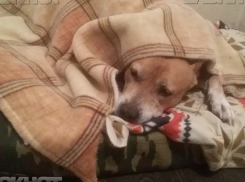 Снова потеплело и не осталось снега в Волгоградской области