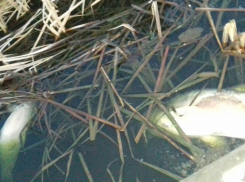 После схода льда в пруду под Волгоградом массово погибла рыба 