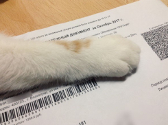 С 1 декабря волгоградцы будут платить за воду и тепло напрямую поставщику ресурса