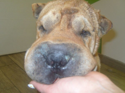 В Волгограде нашелся новый хозяин изрезанного шарпея 