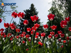 В Волгограде установилась череда похожих жарких дней