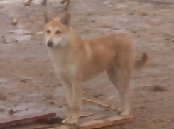 Собака-охотник отказывается уходить из приюта «Дино»