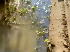 «Муж на спецоперации, а к нам вот такое отношение»: волгоградка показала на видео затопленный частный сектор