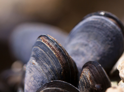 Редкий моллюск исчезает из Волгоградской области