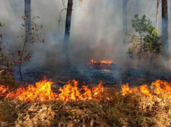 Поджигатели леса задержаны на западе Волгограда