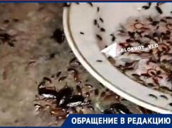 Жуткое нашествие тараканов на юге Волгограда попало на видео