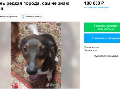 Пса-собутыльника Макара продают за 100 тысяч рублей в Волгограде