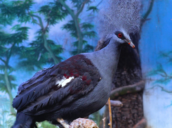 Редкого голубя лишилась ферма под Волгоградом: в сети распространяют «нехорошую» историю с Москвой