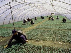 В Волгоградской области задержали 25 незаконных овощеводов