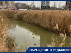 Состоянием озера с утками у ТРК «Парк Хаус» обеспокоен житель Волгограда