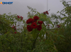 Геомагнитная буря и закат в 16:57: погода в Волгограде 23 октября