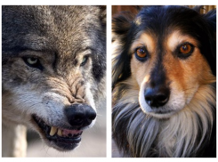 По версии районных властей, на хутор в Волгоградской области вместо волков напали собаки