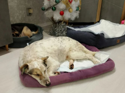 «В ужасе металась по улицам»: волгоградцы спасают покалечившуюся из-за фейерверков дворнягу по кличке Лиса